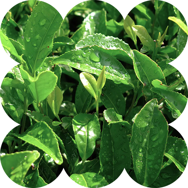 Optimally Dosed Ingredients