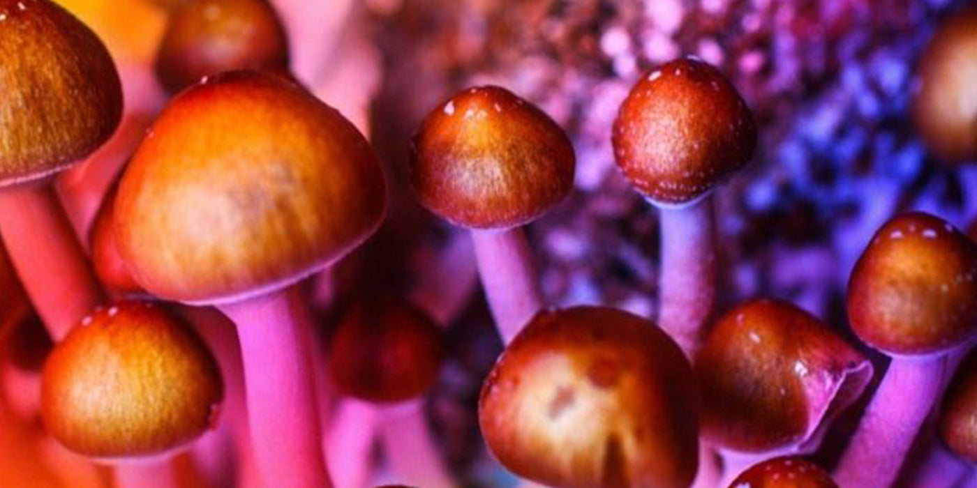 First of its kind study previews how psilocybin works in the brain to dissolve ego