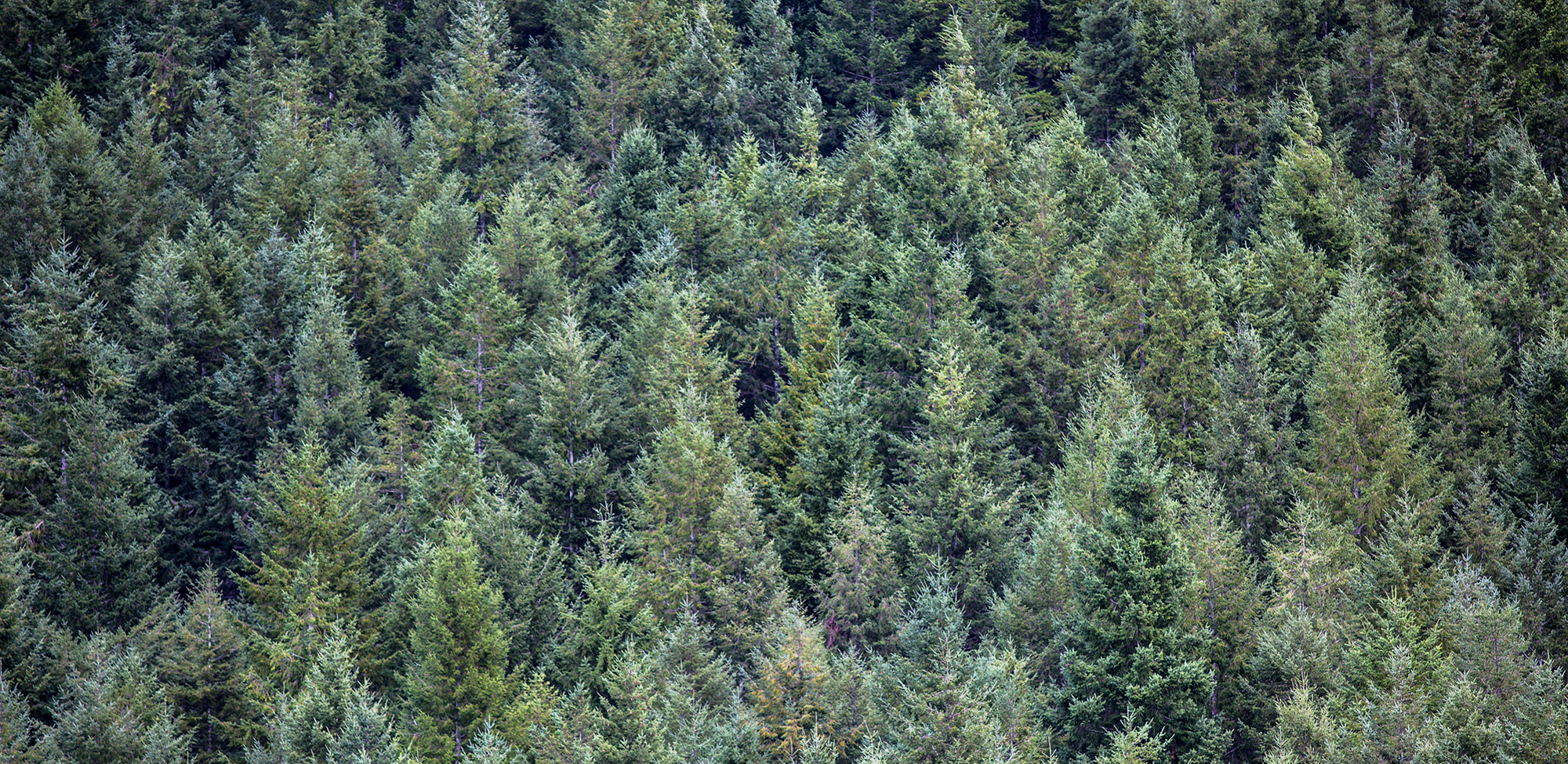 New Zealand Pine Trees