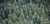 New Zealand Pine Trees